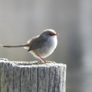 Malurus cyaneus at Wayo, NSW - 15 May 2023