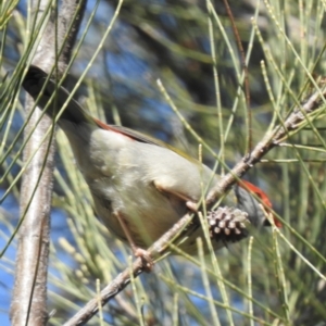 Neochmia temporalis at Wayo, NSW - 15 May 2023