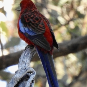 Platycercus elegans at Sofala, NSW - 16 May 2023