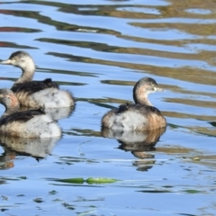 Tachybaptus novaehollandiae (Australasian Grebe) at Mayfield, NSW - 17 May 2023 by GlossyGal