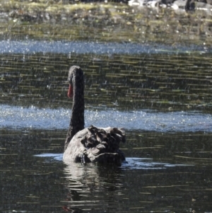 Cygnus atratus at Mayfield, NSW - 17 May 2023