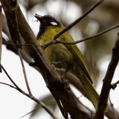 Nesoptilotis leucotis (White-eared Honeyeater) at Namadgi National Park - 4 Feb 2023 by KorinneM