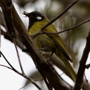 Nesoptilotis leucotis at Tennent, ACT - 4 Feb 2023