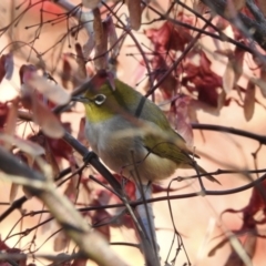Zosterops lateralis (Silvereye) at Mayfield, NSW - 17 May 2023 by GlossyGal