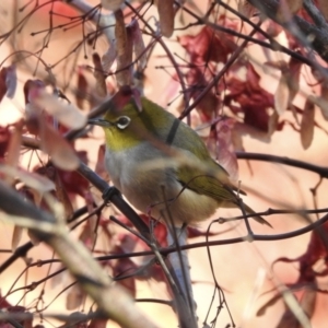 Zosterops lateralis (Silvereye) at Mayfield, NSW by GlossyGal