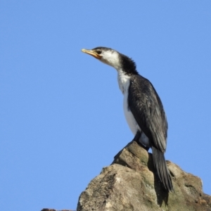 Microcarbo melanoleucos at Mayfield, NSW - 17 May 2023