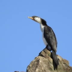 Microcarbo melanoleucos (Little Pied Cormorant) at Mayfield, NSW - 17 May 2023 by GlossyGal