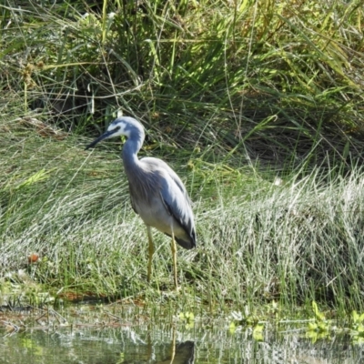 Egretta novaehollandiae (White-faced Heron) at Mayfield, NSW - 17 May 2023 by GlossyGal