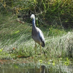 Egretta novaehollandiae at Mayfield, NSW - 17 May 2023 12:59 PM