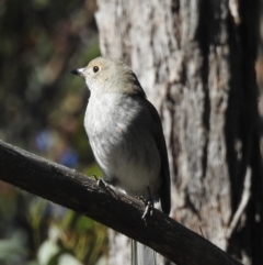Colluricincla harmonica (Grey Shrikethrush) at Wingecarribee Local Government Area - 17 May 2023 by GlossyGal