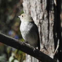 Colluricincla harmonica (Grey Shrikethrush) at Woodlands, NSW - 17 May 2023 by GlossyGal