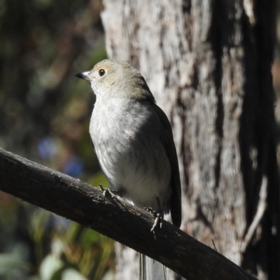 Colluricincla harmonica (Grey Shrikethrush) at Woodlands, NSW - 17 May 2023 by GlossyGal