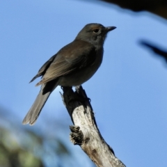 Colluricincla harmonica at Woodlands, NSW - 17 May 2023 12:10 PM