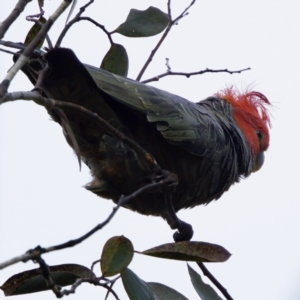 Callocephalon fimbriatum at Tennent, ACT - 4 Feb 2023