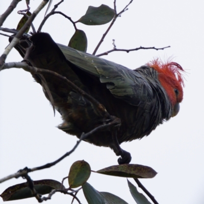 Callocephalon fimbriatum (Gang-gang Cockatoo) at Namadgi National Park - 4 Feb 2023 by KorinneM