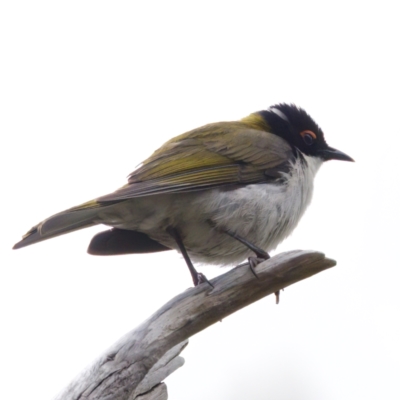 Melithreptus lunatus (White-naped Honeyeater) at Namadgi National Park - 4 Feb 2023 by KorinneM