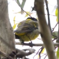 Pachycephala pectoralis (Golden Whistler) at Tennent, ACT - 4 Feb 2023 by KorinneM