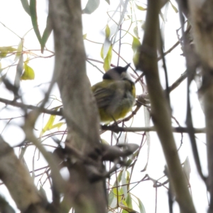 Pachycephala pectoralis at Tennent, ACT - 4 Feb 2023 03:05 PM