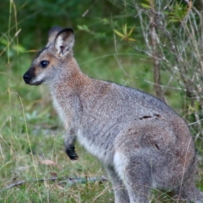 Notamacropus rufogriseus (Red-necked Wallaby) at Broulee Moruya Nature Observation Area - 18 May 2023 by LisaH