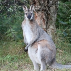 Notamacropus rufogriseus at Moruya, NSW - suppressed