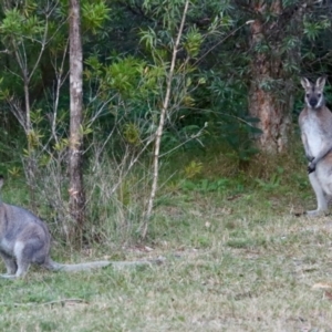 Notamacropus rufogriseus at Moruya, NSW - suppressed