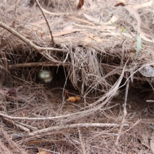 Mucorales at Moruya, NSW - suppressed