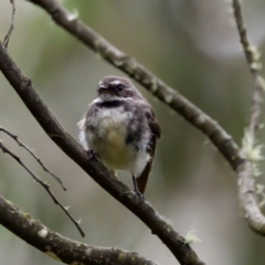 Rhipidura albiscapa (Grey Fantail) at Namadgi National Park - 4 Feb 2023 by KorinneM