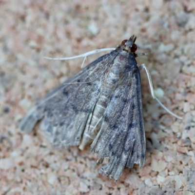 Metasia (genus) (A Crambid moth) at Moruya, NSW - 18 May 2023 by LisaH
