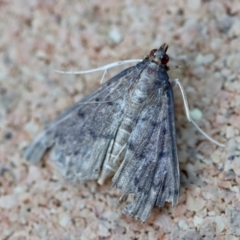 Unidentified Moth (Lepidoptera) at Moruya, NSW - 18 May 2023 by LisaH