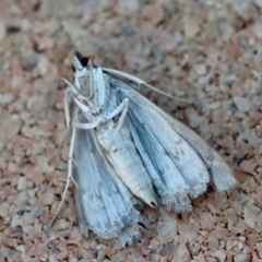 Metasia (genus) at Broulee Moruya Nature Observation Area - suppressed