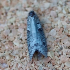 Lepidoscia protorna (A Case moth (Psychidae)) at Moruya, NSW - 18 May 2023 by LisaH