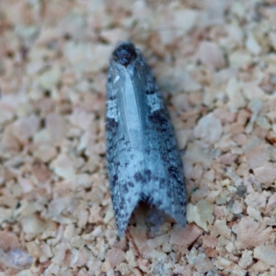 Unidentified Moth (Lepidoptera) at Moruya, NSW - 18 May 2023 by LisaH