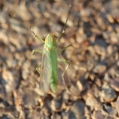 Unidentified Insect at Moruya, NSW - 18 May 2023 by LisaH