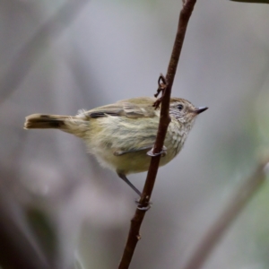 Acanthiza lineata at Cotter River, ACT - 4 Feb 2023