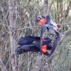 Calyptorhynchus lathami lathami (Glossy Black-Cockatoo) at Broulee Moruya Nature Observation Area - 17 May 2023 by LisaH