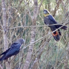 Calyptorhynchus lathami lathami at Moruya, NSW - 17 May 2023