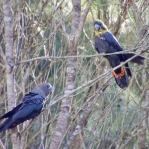 Calyptorhynchus lathami lathami at Moruya, NSW - 17 May 2023