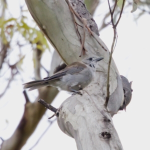 Colluricincla harmonica at Paddys River, ACT - 4 Feb 2023