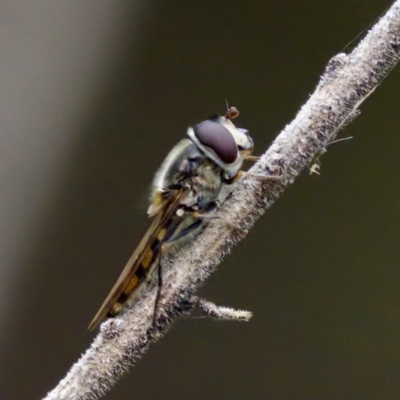 Melangyna viridiceps (Hover fly) at Cotter River, ACT - 4 Feb 2023 by KorinneM
