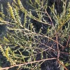 Indigofera adesmiifolia (Tick Indigo) at Stromlo, ACT - 13 May 2023 by BethanyDunne