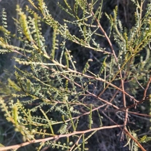 Indigofera adesmiifolia at Stromlo, ACT - 14 May 2023