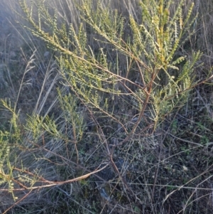 Indigofera adesmiifolia at Stromlo, ACT - 14 May 2023