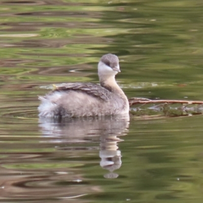 Poliocephalus poliocephalus (Hoary-headed Grebe) at Gordon, ACT - 18 May 2023 by RodDeb