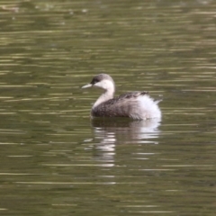 Poliocephalus poliocephalus at Gordon, ACT - 18 May 2023