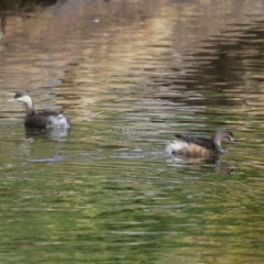 Poliocephalus poliocephalus at Gordon, ACT - 18 May 2023