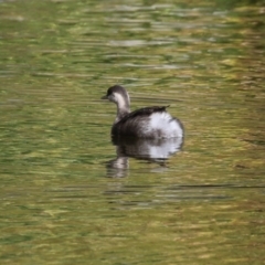 Poliocephalus poliocephalus at Gordon, ACT - 18 May 2023