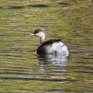 Poliocephalus poliocephalus at Gordon, ACT - 18 May 2023