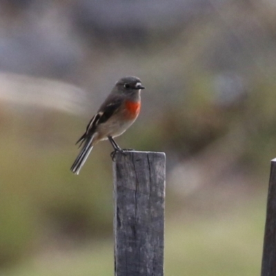 Petroica boodang (Scarlet Robin) at Gordon, ACT - 18 May 2023 by RodDeb