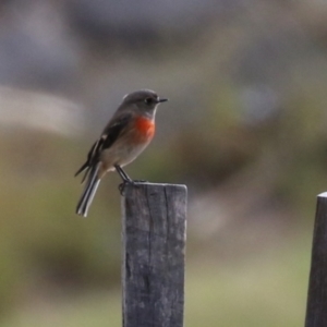 Petroica boodang at Gordon, ACT - 18 May 2023 01:05 PM