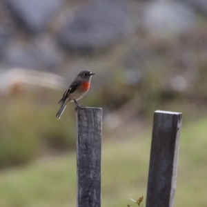 Petroica boodang at Gordon, ACT - 18 May 2023 01:05 PM